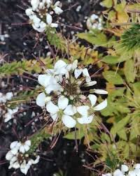 Gynandropsis blanc